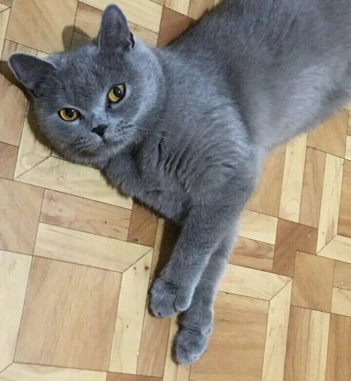 британец кот помесь. метис британской кошки. метис британца. кошка британка метис. кот метис британца.