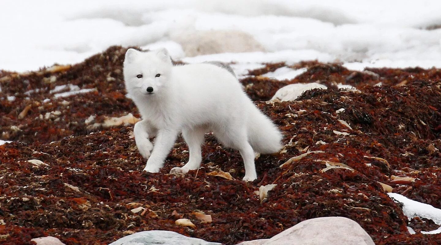 Какой зоне водятся белые медведи песцы лемминги. Песец арктических пустынь. Тундровый песец. Песец в Арктике. Животные тундры песец.