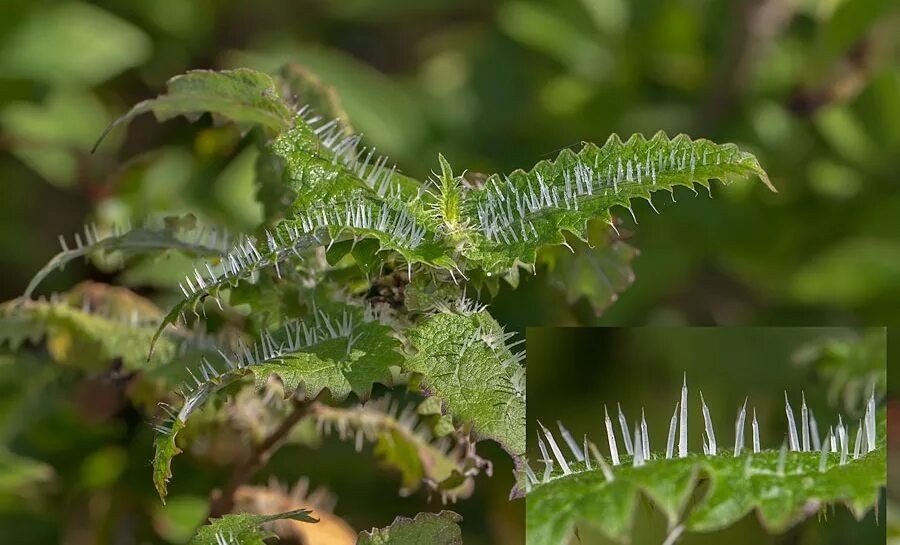 Колючая крапива. Крапива Онгаонга. Urtica Ferox – Крапивное дерево Онгаонга. Онгаонга растение. Онгаонга свирепая крапива.