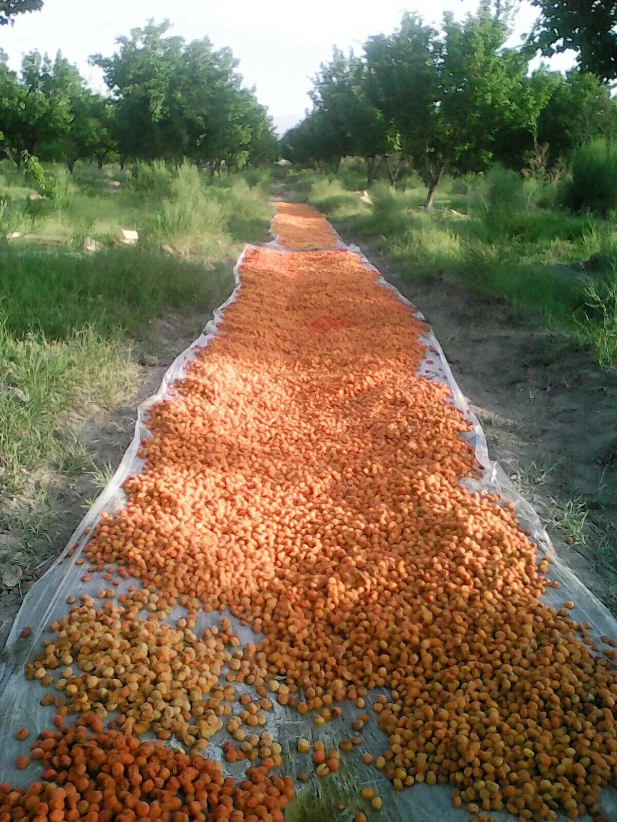 Дерево Урюк Таджикистан. Сушка сухофруктов. Высушенный абрикос. Сушка абрикоса.