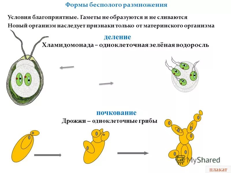 При бесполом размножении потомство имеет. Бесполое размножение дрожжей. Формы бесполого размножения почкование. Бесполое размножение одноклеточных организмов схема. Гаметы бесполого размножения.