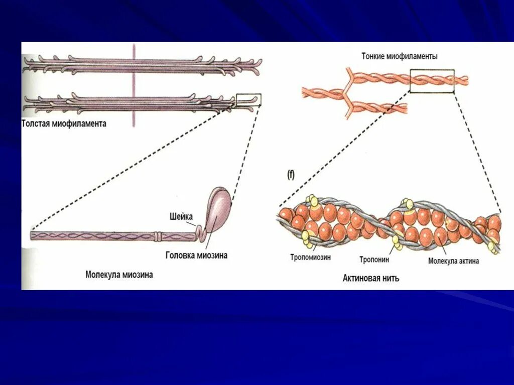 Актиновые миофиламенты. Миофиламенты мышцы это что такое. Тонкие миофиламенты. Строение толстых и тонких миофиламентов. Миозин мышечной ткани