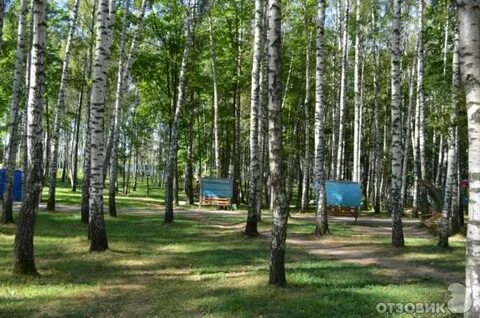Березовая роща полежаевская