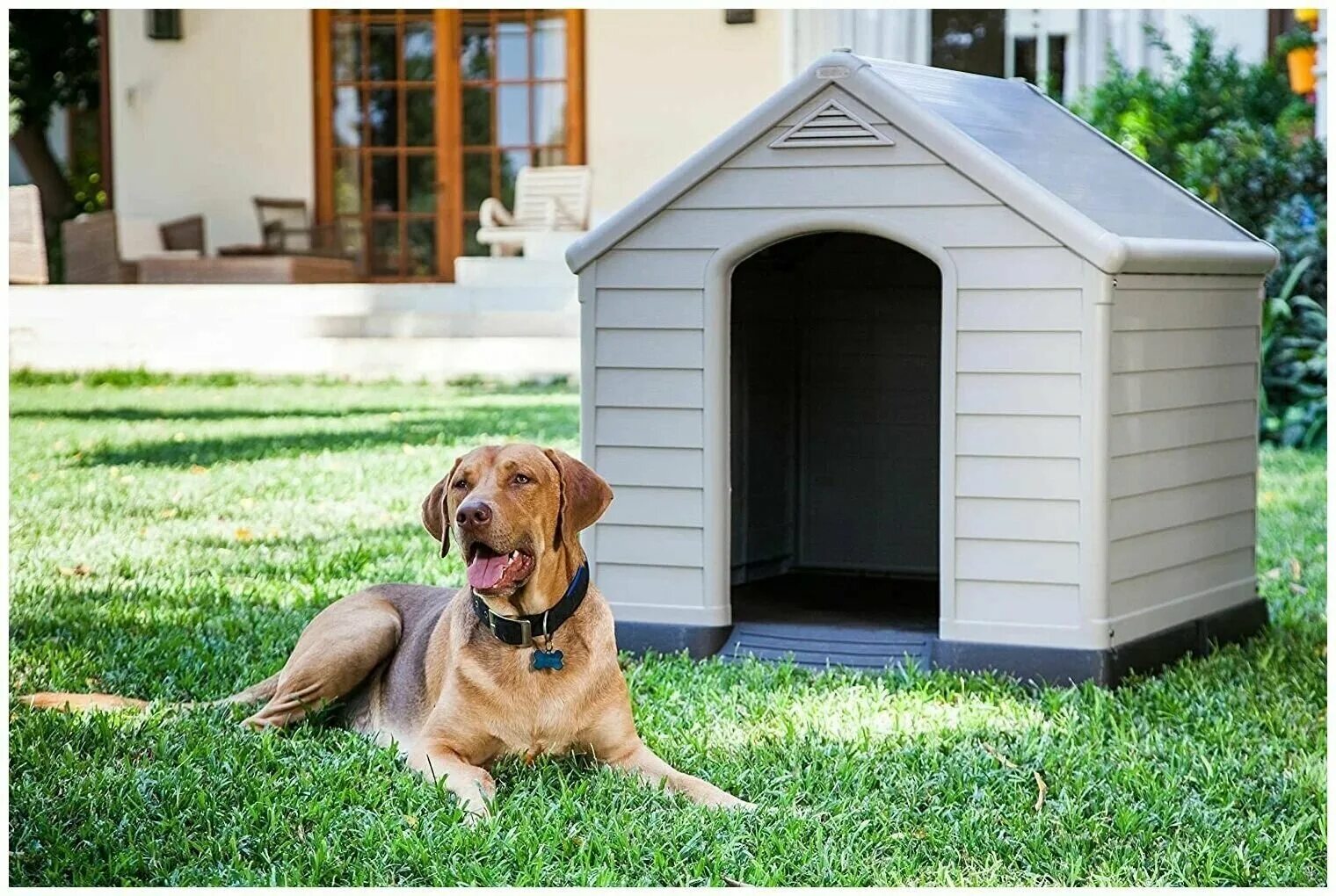 южноафриканский бурбуль. ротвейлер доберман и немецкая овчарка. какая собака подойдет для частного дома. какая собака подойдет для частного дома. собаки для квартиры и детей.