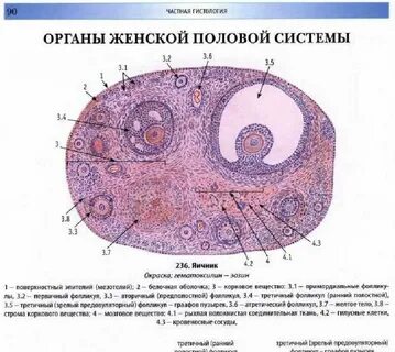 Препарат яичника женщины