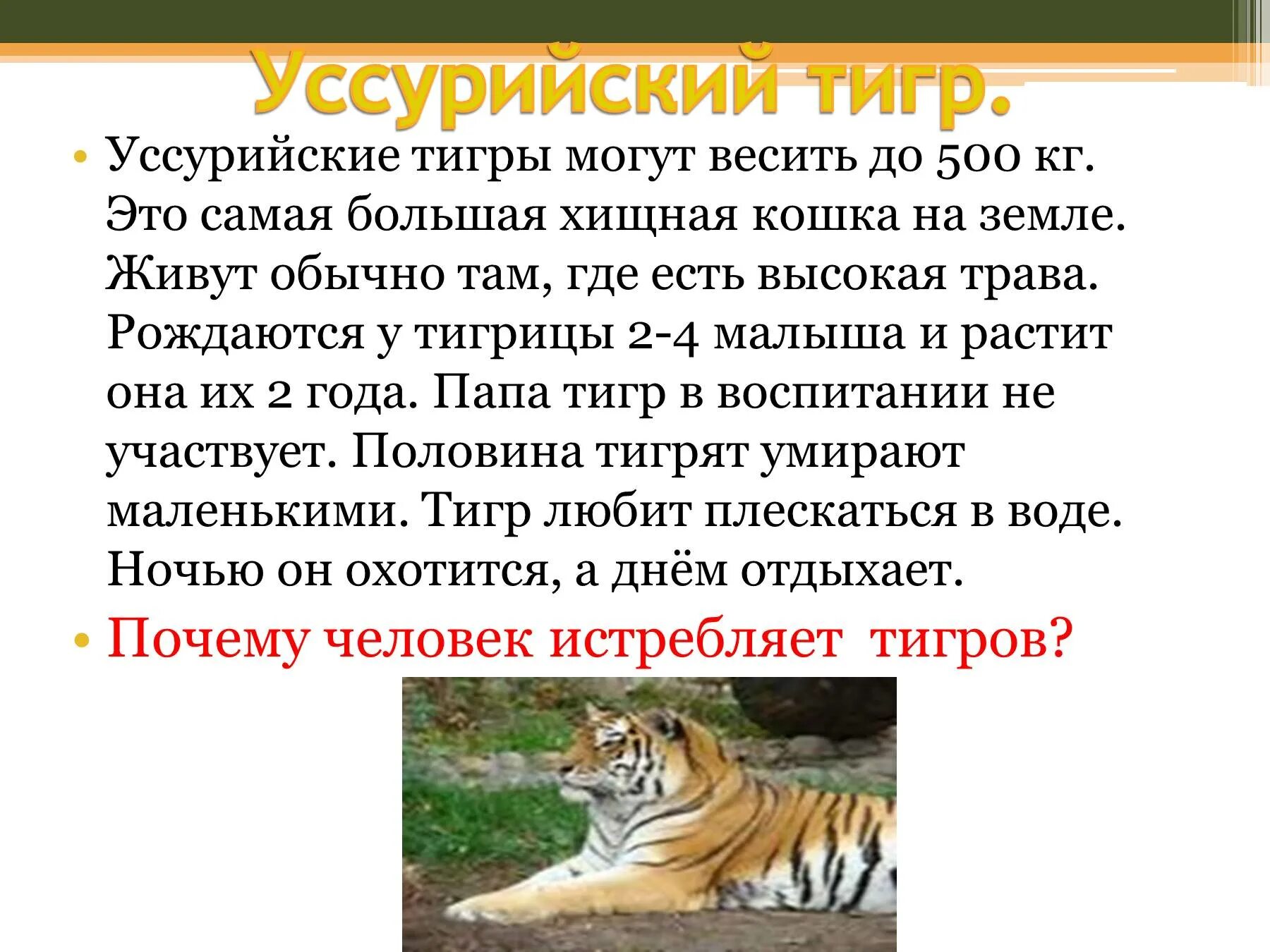 Уссурийский тигр и панда. Описание Уссурийского тигра. Доклад про Уссурийского тигра. О тиграх детям кратко. Рассказ про Уссурийского тигра.