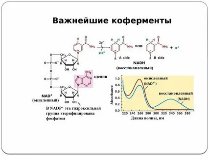 Какую роль в составе фермента играют коферменты