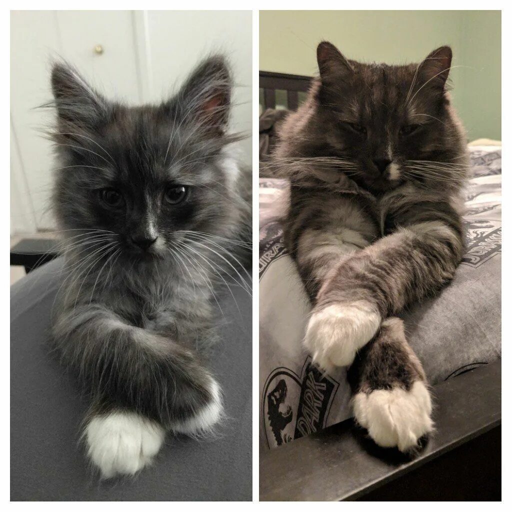 Подросший котенок. Котята до и после. кот вырос. котенок вырос. пушистые котята до и после.