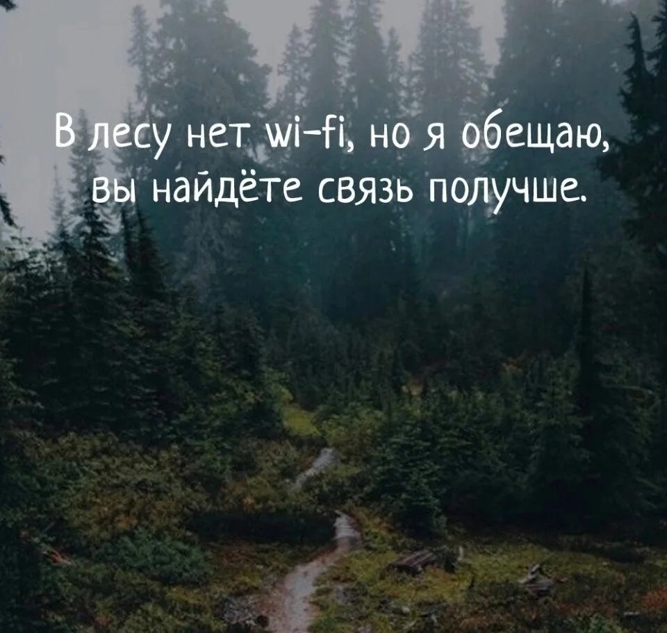 Человек который любит лес. Высказывания о лесе. Красивые фразы про лес и природу. Афоризмы про лес. Цитаты про природу.