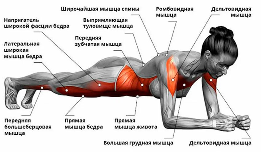 Какие места постоянного. Планка группы мышц. Мышцы работающие в планке. Какие мышцы работают при планке. Мышцы которые задействуются при планке.