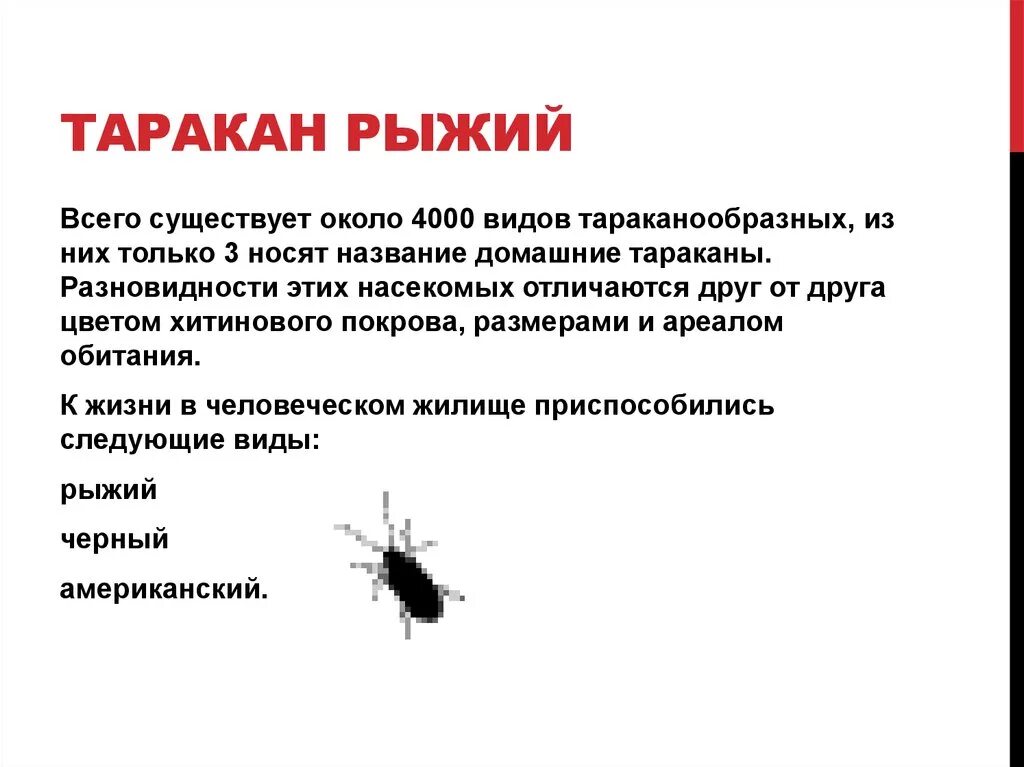 Разновидности тараканов. Информация о таракане. Жизненный цикл рыжего таракана. Тараканы классификация. Почему таракана назвали тараканом