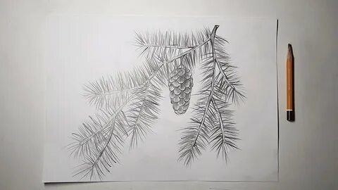 Как красиво нарисовать ветку елки
