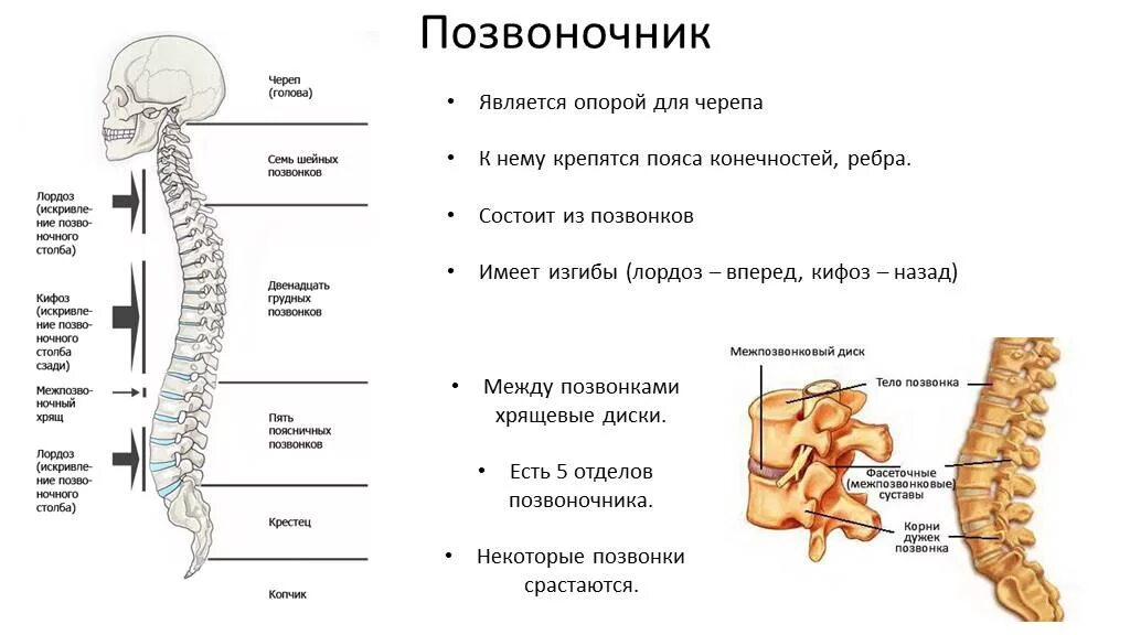 Прямо спинного