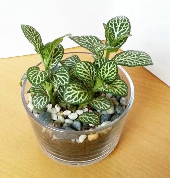 Paila ocrefitonia y verano mood. Hoy nos vemos de vuelta en @potitplantas y aten