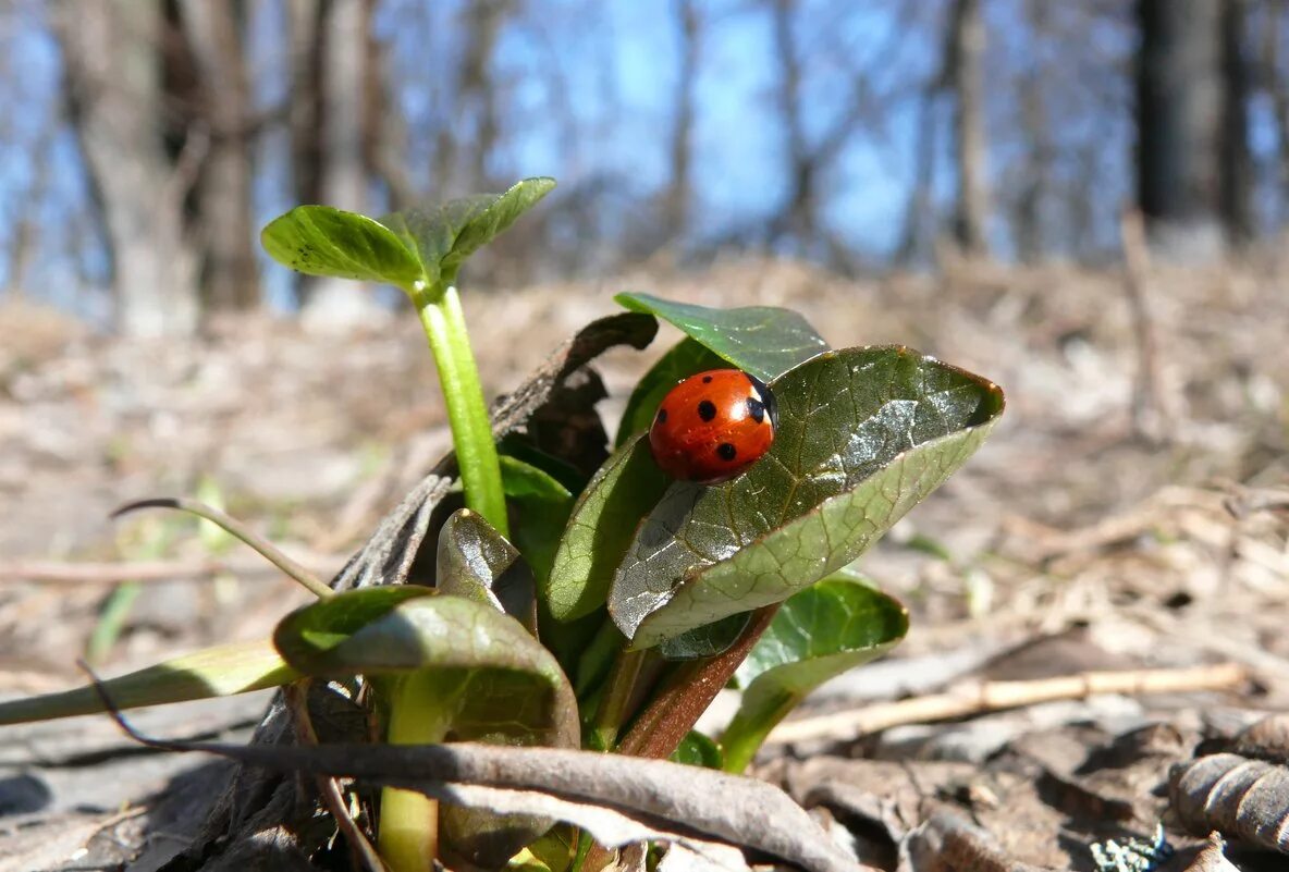насекомые после зимы просыпаются. божья коровка весной. муравьи весной. норники дождевые черви. Miscanthus longiberbis.