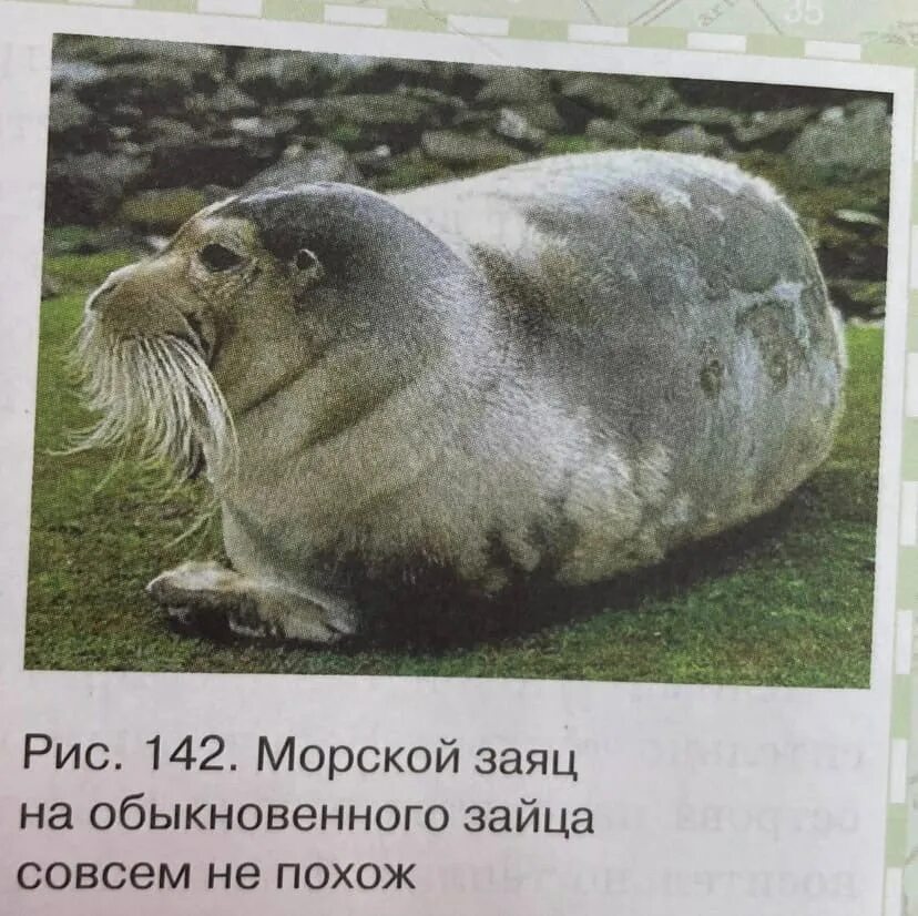 Совсем обыкновенным. Морской заяц. морской заяц на обыкновенного зайца совсем не похож. лахтак морской. — лахтак или морской заяц.