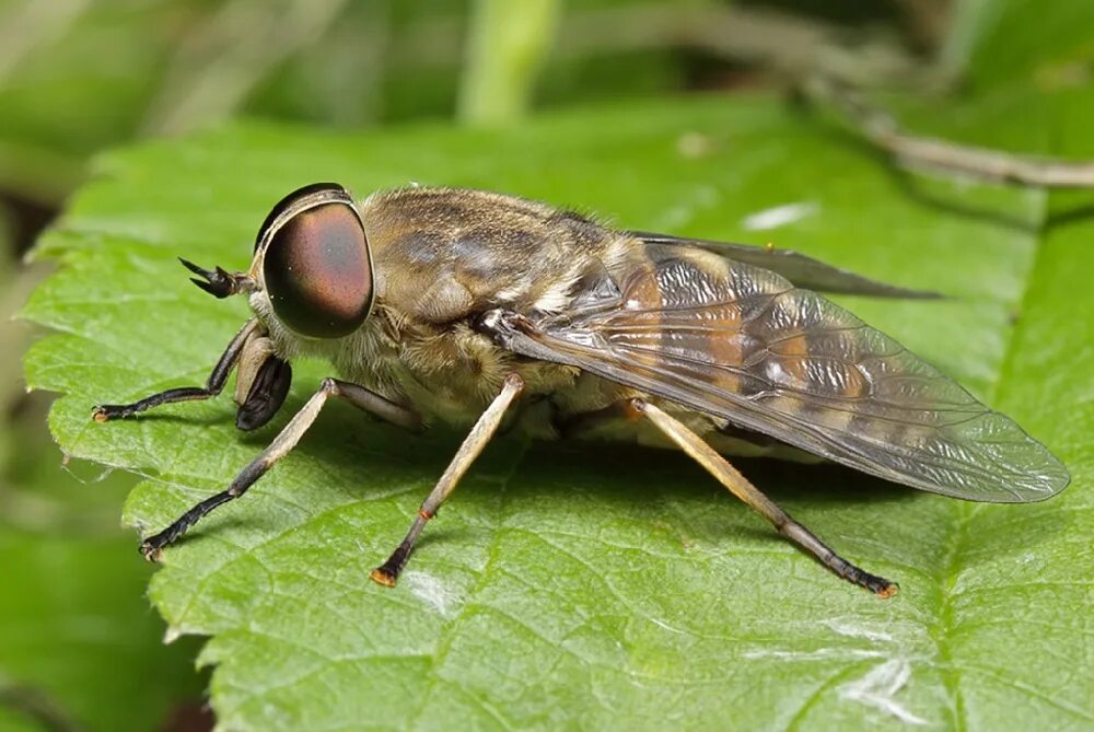 Бычий слепень насекомое. Слепень Tabanus. Слепень и Овод. Слепень Tabanus chrysurus.