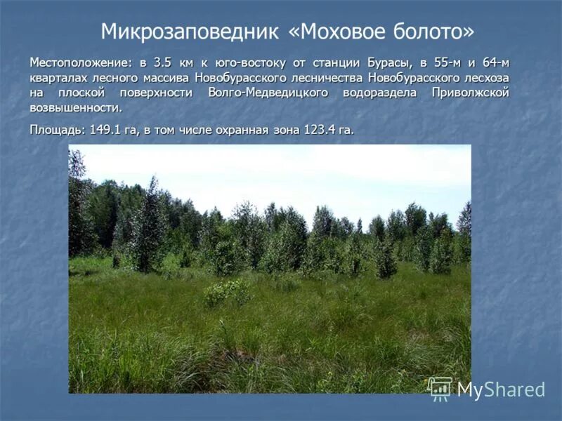 северная тайга и лесотундра. моховое болото. федор лашков ленинградская область. болото туман. солнце осветило моховое болото.