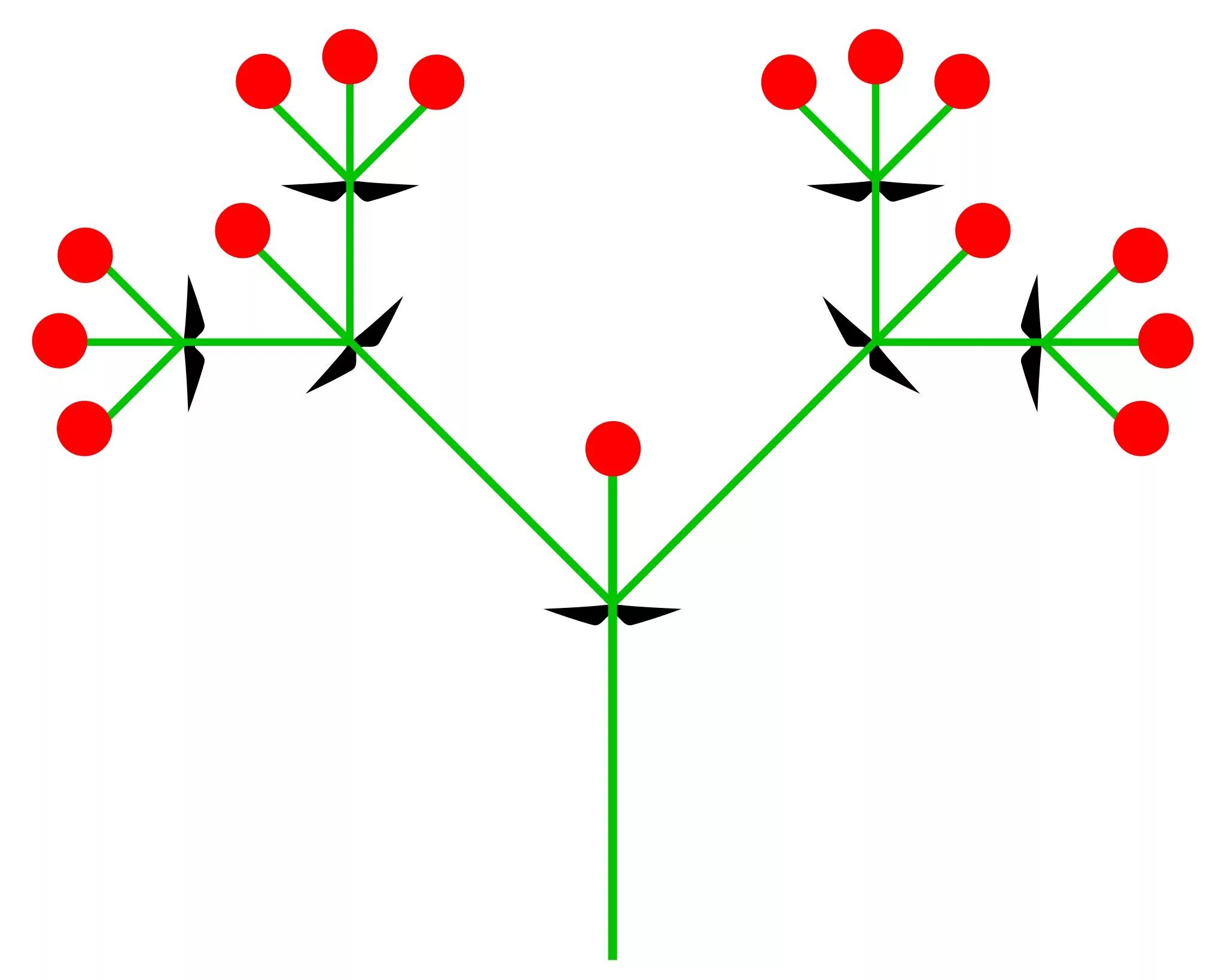 Соцветие развилка примеры. Соцветие дихазий гвоздика. Соцветие развилка примеры. Монохазий дихазий плейохазий. Цимозное (симподиальное) соцветие:.