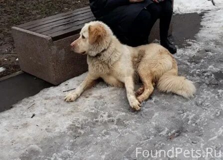 Потеряшки города