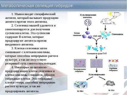 Метод получения гибридных клеток