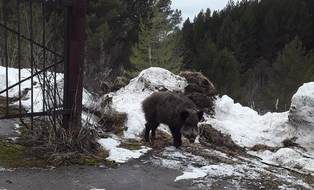 Кабаны в ленинградской области. Кабан в деревне. Большие кабаны лаишевский район. Кабан поселок. Кабан зимой.
