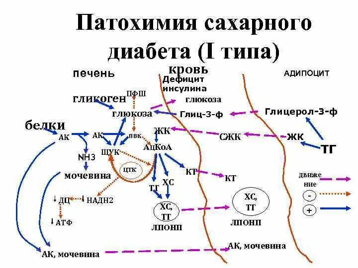 Почему развивается глюкоземия при инсулинозависимом сахарном диабете