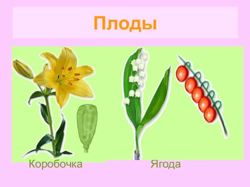 Соцветие цветка семейства лилейные. Соцветия покрытосеменных растений. Тип соцветия лилейных. Соцветия кисть зонтик или метелка лилейные. Лилейные плод однодольные.
