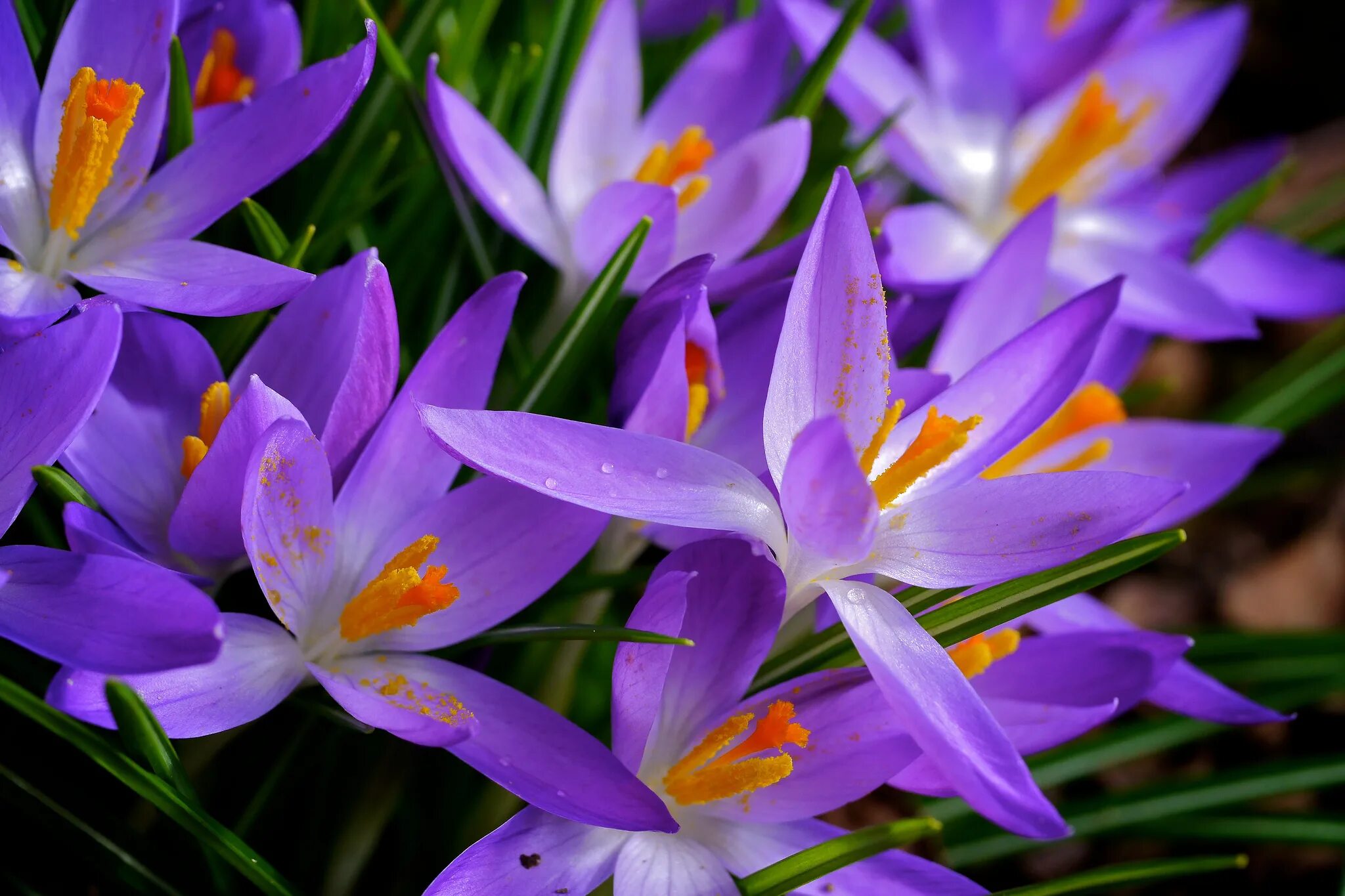 Обои на рабочий стол крокусы. Весенние цветы крокусы. Шафран Банатский (Crocus banaticus). Первоцвет сиреневый Крокус. Крокус полевой.