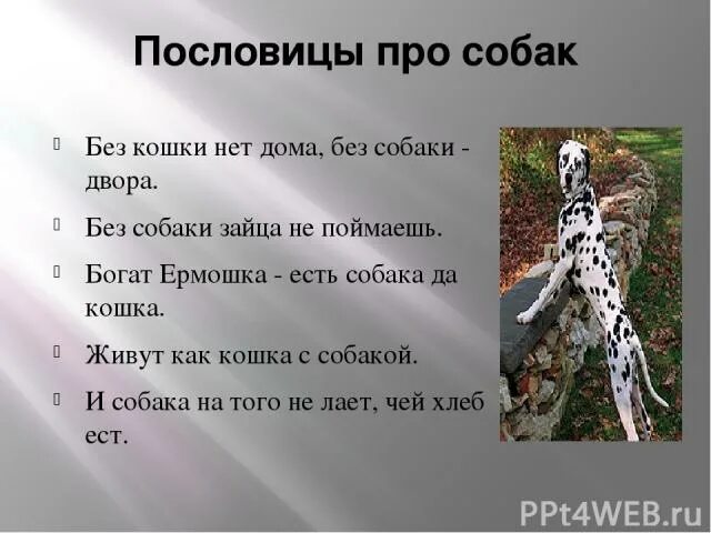 Пословицы про собак. Пословицы и поговорки про собак. Загадка про собаку. Пословицы и загадки о собаках. Поговорки про кошек