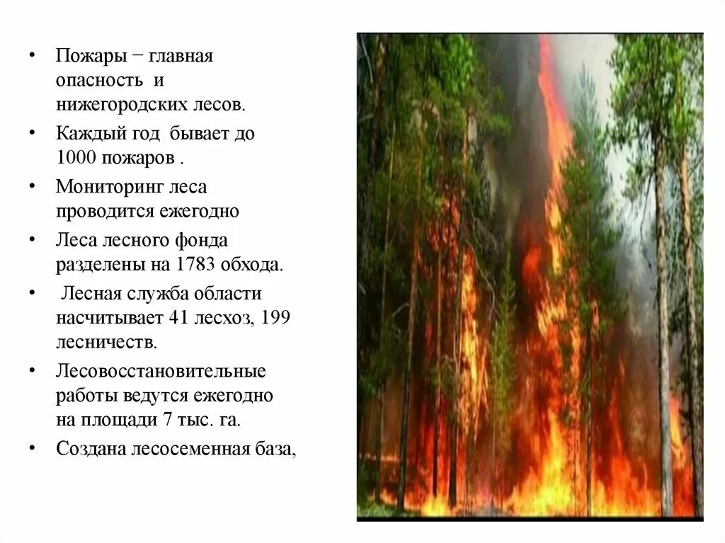 Опасности леса. Проект Лесные опасности. Лесные опасности презентация. Опасности в лесу презентация.