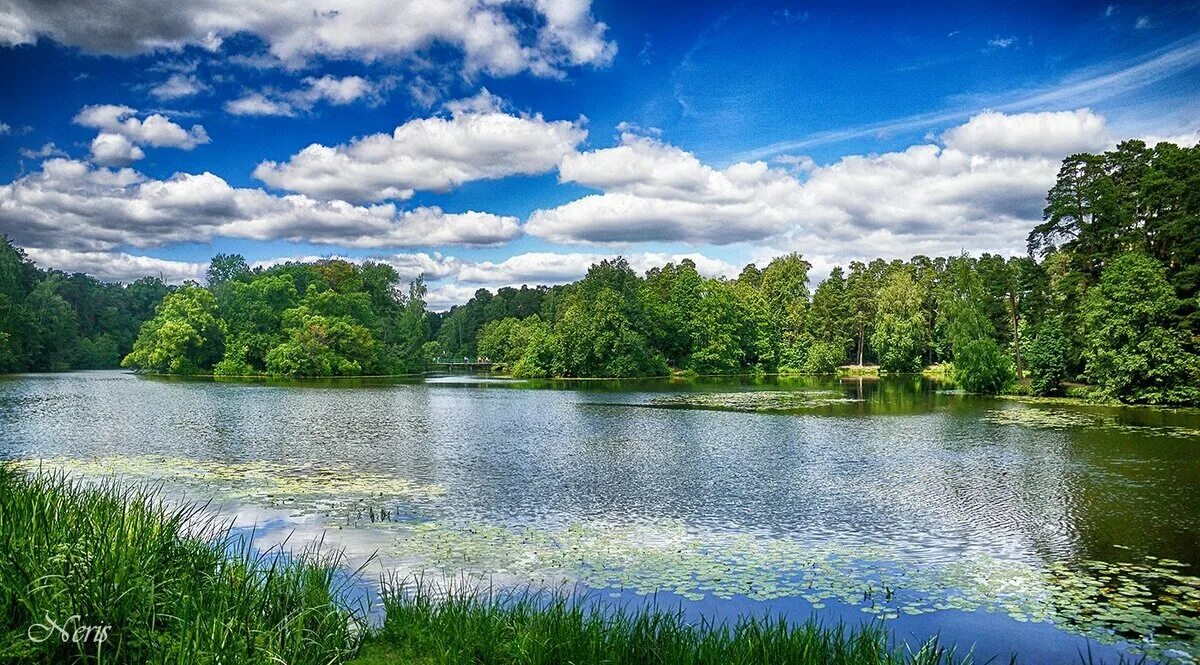 Лебяжье озеро Воскресенский район. Природа река. Лето река. Лето природа озеро. Светлые пруды