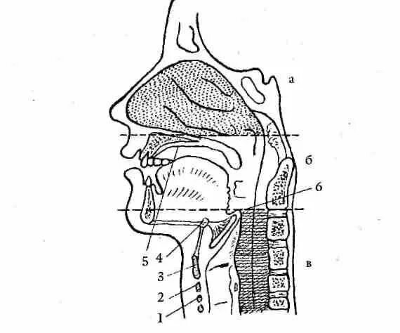 Глотка схема. Клинико-топографическая анатомия глотки, отделы глотки.. Глотка носоглотка и ротоглотка. Схема гортань глотка анатомия. Носоглотка ротоглотка гортань.