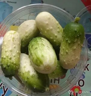 Сорт светлых огурцов