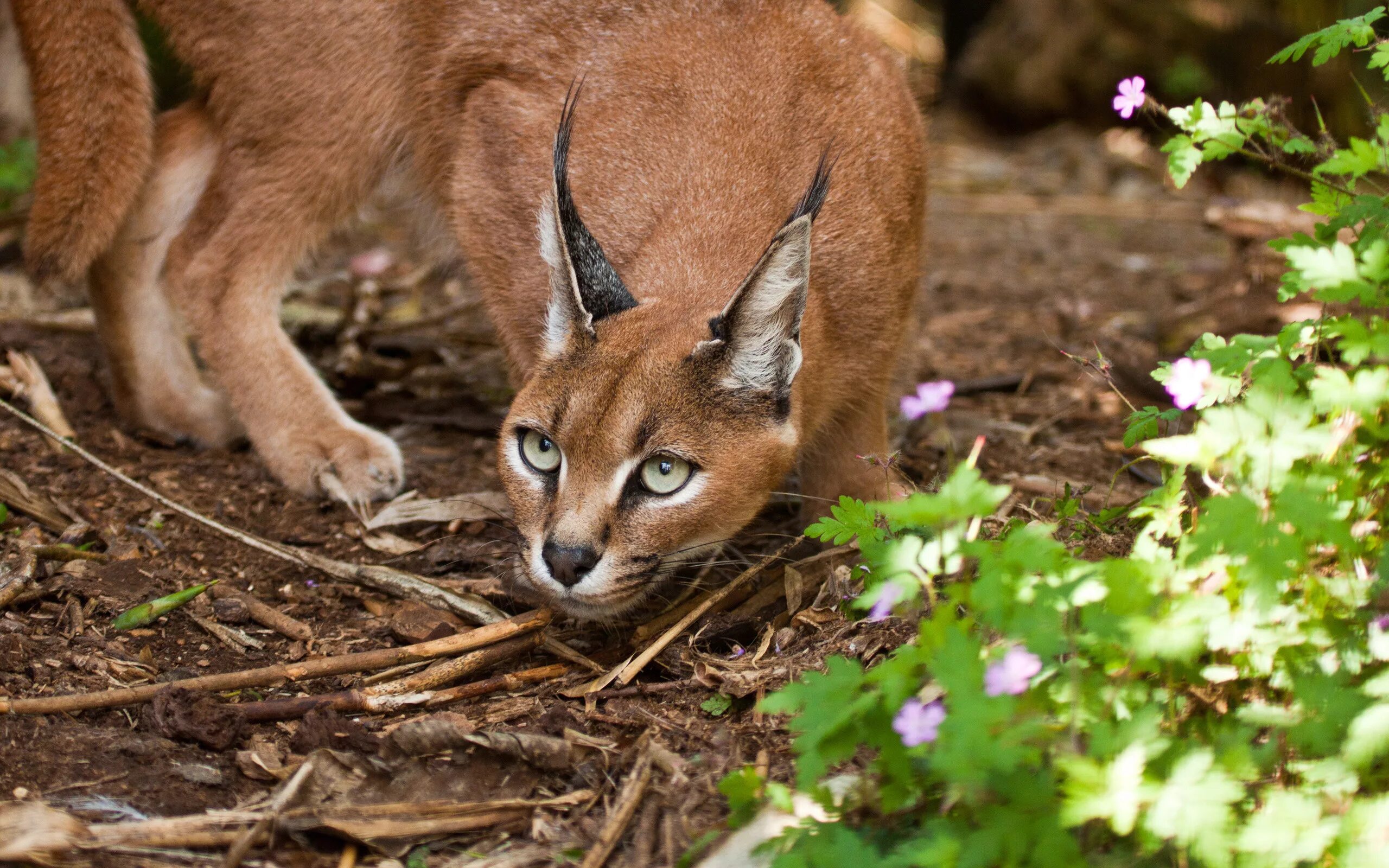карликовый каракал. каракал, пустынная рысь. 2 каракул вый остр нький. туркменский каракал. 2 каракул вый остр нький.