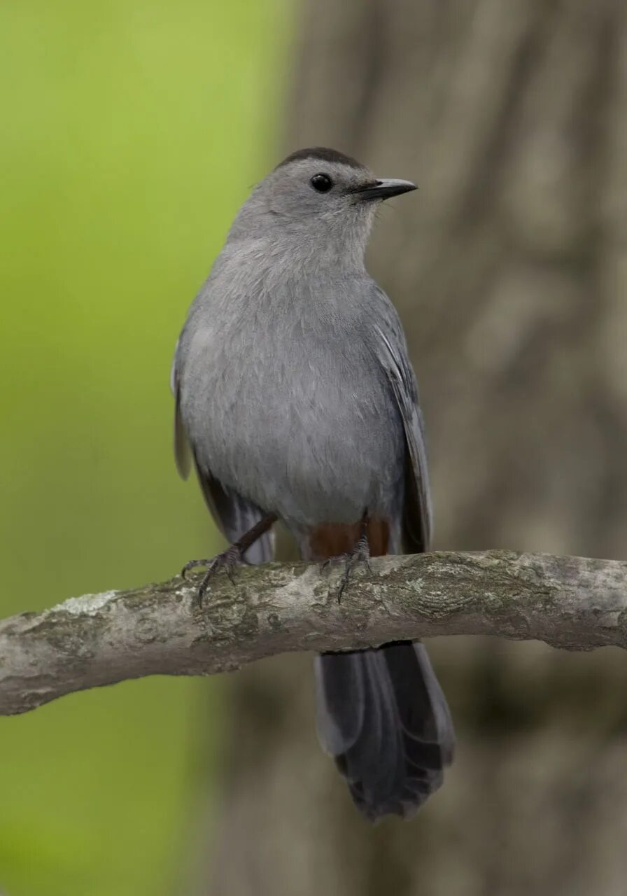 Gray Catbird. Catbird птица. Dumetella carolinensis. Серая птица. Какая птица мяукает