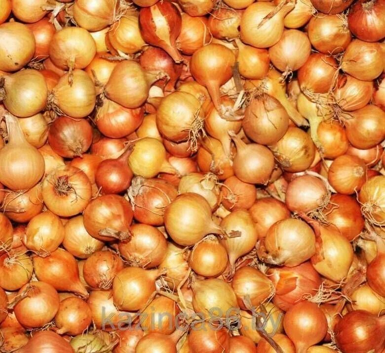 Садовод лук севок. Чувашский лук севок. Лук севок 1кг штуттгартер ризен. Лук-севок стурон. Лук севок голландия.