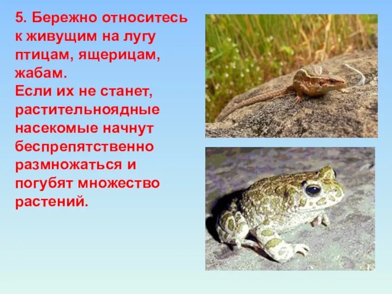 Животное луга сообщение 4 класс. Презентация на тему животные луга. животные которые живут на лугу. о животных которые обитают на лугу. животные которые живут на лугу 3 класс.