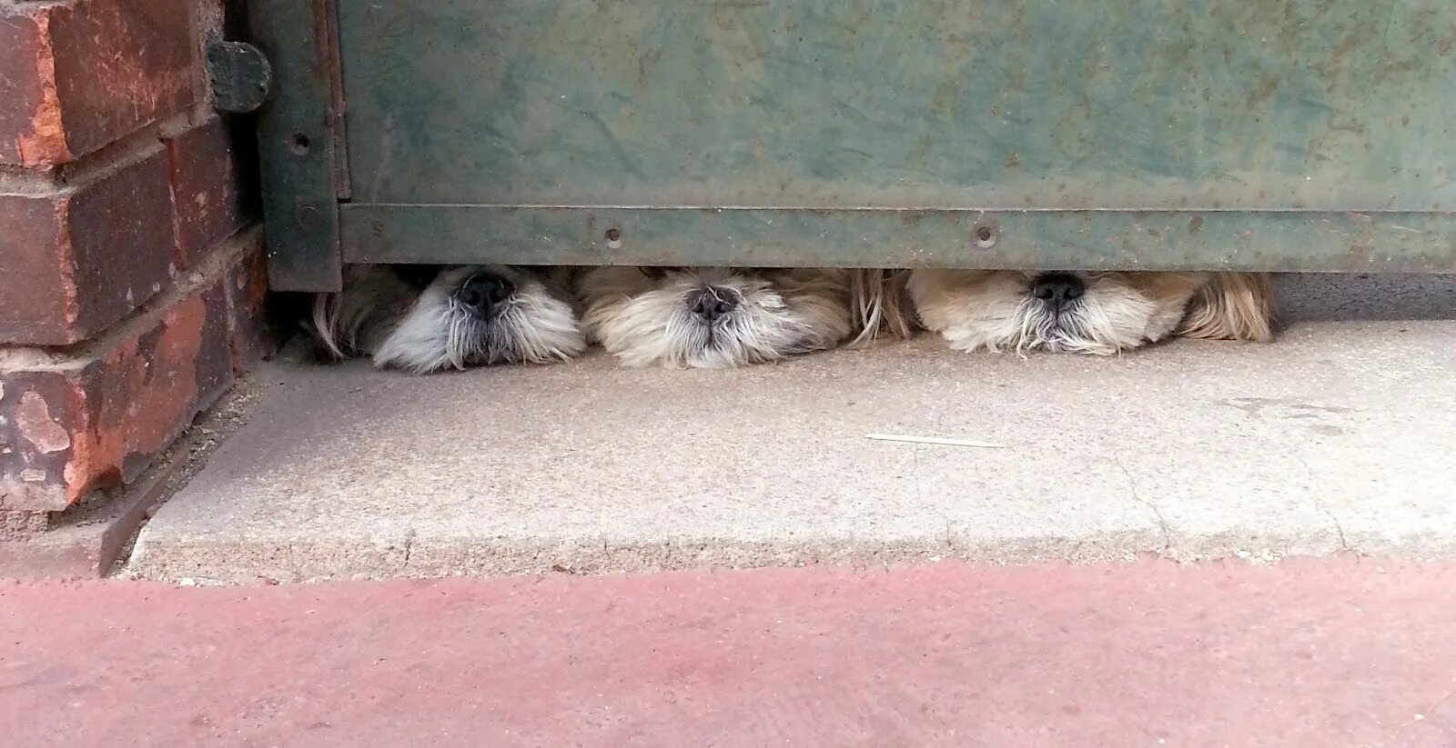 Почему собака прячет. Собака прячется. Фото собачка прячется. Проникновение собак под воротами. Любопытный щенок.