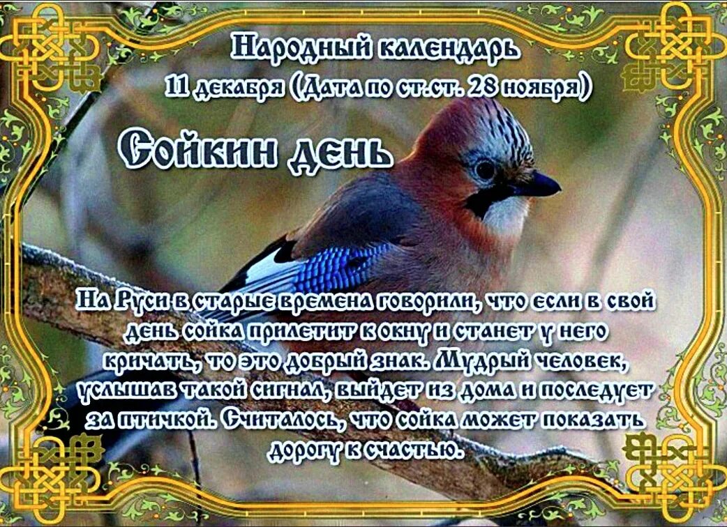 Сойкин день картинки. Сойкин день народный календарь. сойкин день 11 декабря. 11 декабря народный календарь. 11 декабря праздник сойкин день.