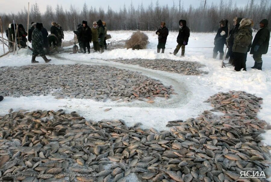 Промысел на озерах. Мунха в Кобяйском улусе. Якутская мунха. Карась Кобяйский Якутия. Рыбалка в Якутии мунха.