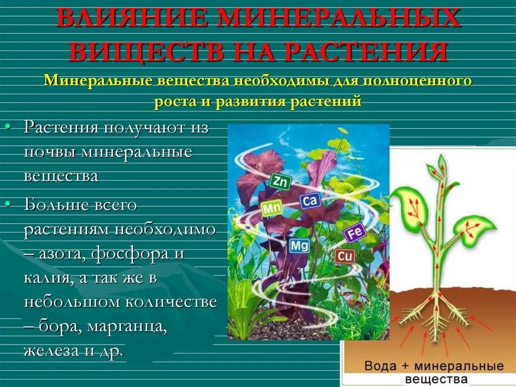 Биологические процессы растений и животных