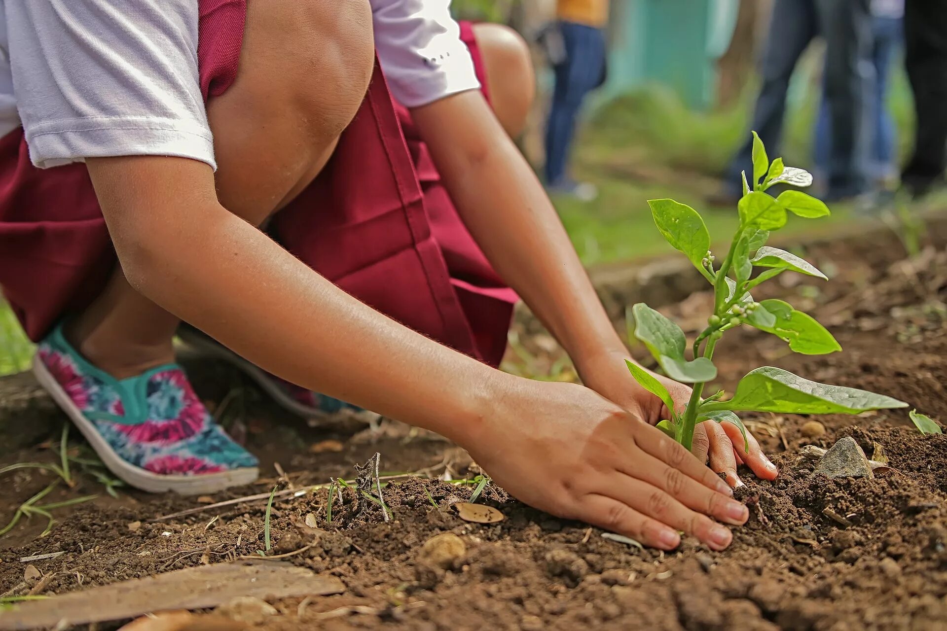 Planting plus