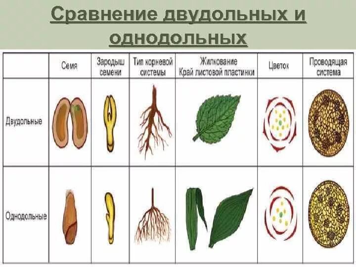 Укажите признаки двудольных растений. Однодольные и двудольные таблица сравнения. Сравнение однодольных и двудольных растений таблица. Сравнение однодольных и двудольных растений. Сравнение однодольных и двудольных растений таблица 6 класс.