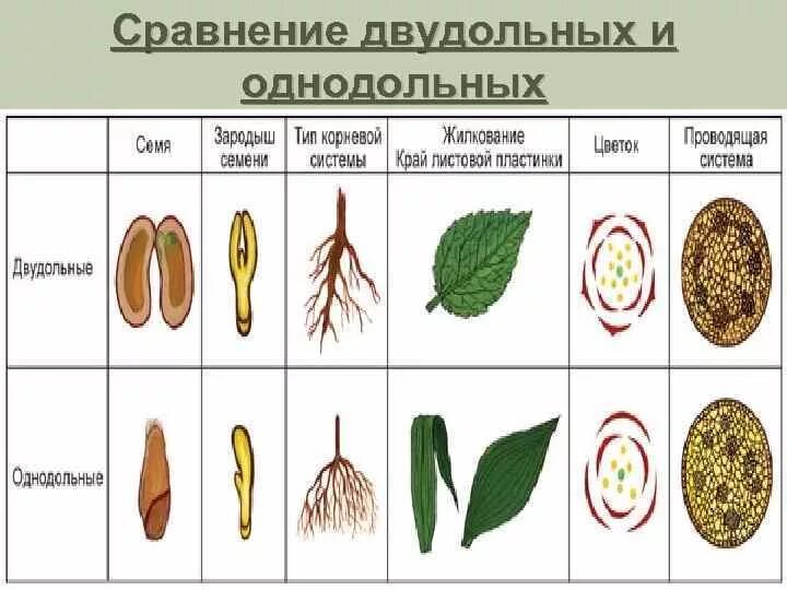 Главное различие двудольных и однодольных. Однодольные и двудольные таблица сравнения. Сравнение однодольных и двудольных растений. Сравнение однодольных и двудольных растений таблица 6 класс. Сравнение однодольных и двудольных растений 6 класс.