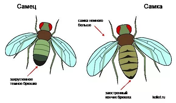 Муха дрозофила самец. Муха самец и самка как отличить. Самец мухи. Как называется самец мухи. Жена муха