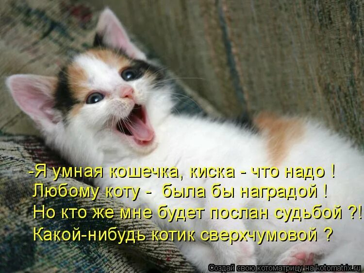 Покажите мне котят. Алиса покажи смешных котов. Милые животные с надписями. Котиков алиса. Это я наглая рыжая морда.