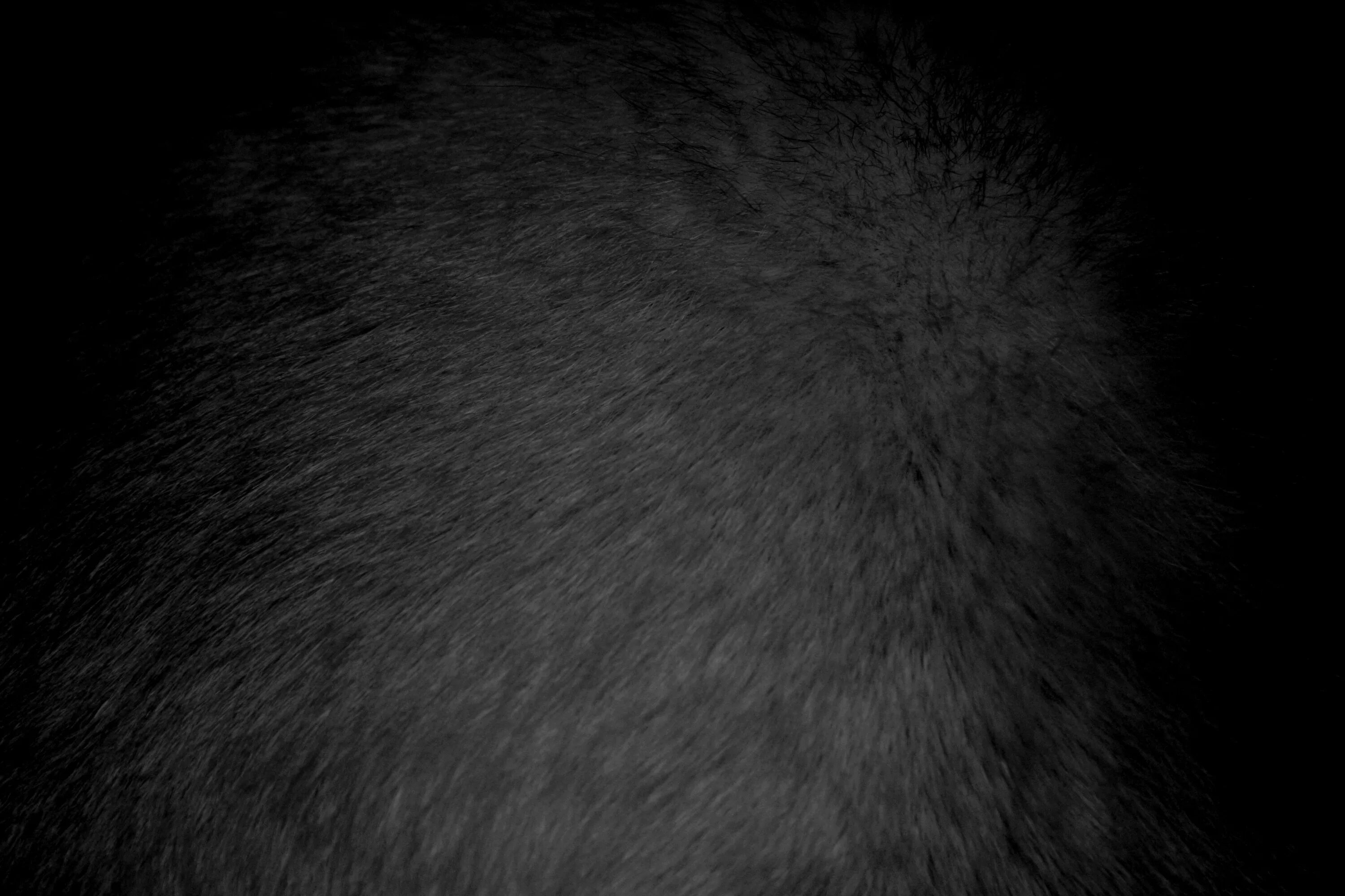 Cat texture