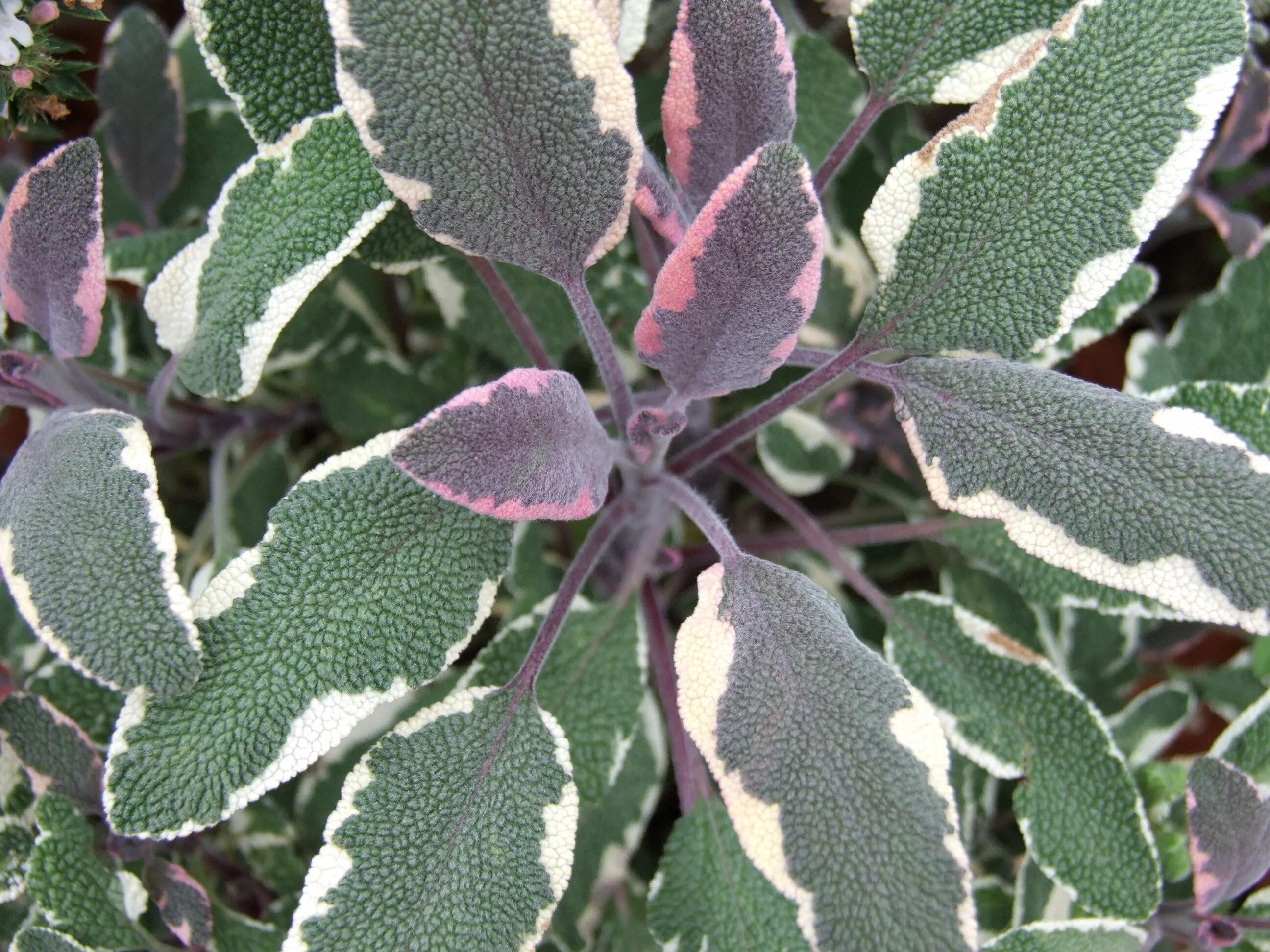 Шалфей Salvia officinalis Tricolor. Шалфей Вариегата. Шалфей лекарственный вариегатный. Шалфей оффициналис Триколор.