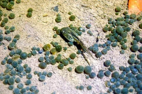 Почвенные зеленые водоросли гадюка обыкновенная